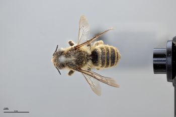 Media type: image;   Entomology 789969 Aspect: habitus dorsal view